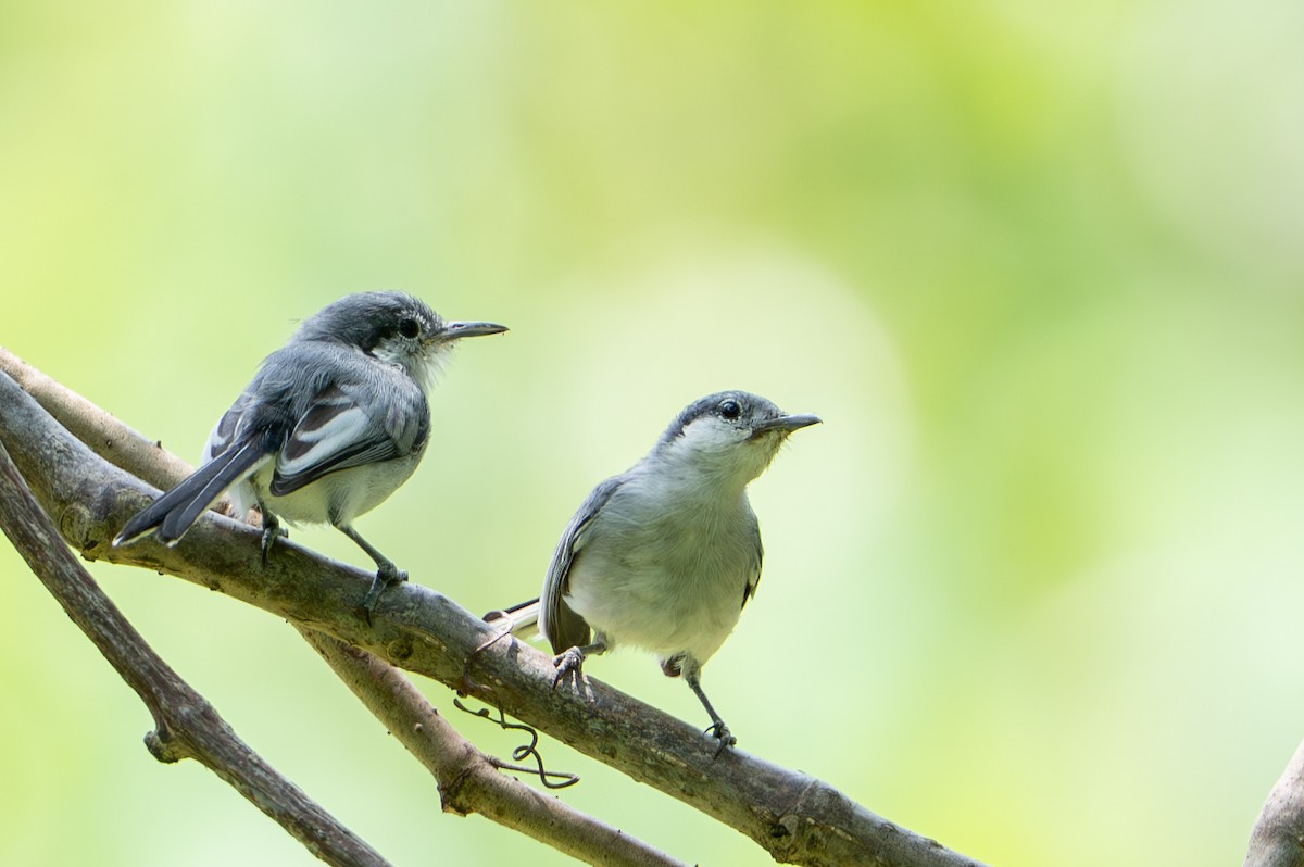 Tropical Gnatcatcher - ML644788888