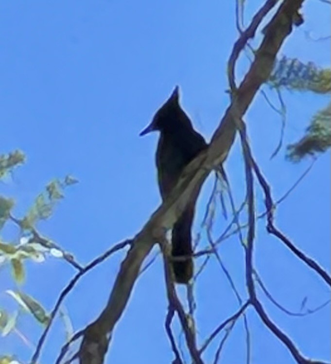 Steller's Jay - ML644788890