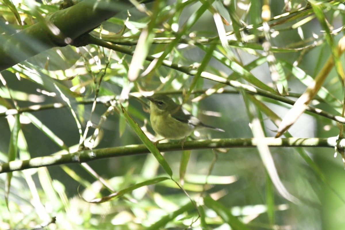 Black-throated Blue Warbler - ML644788891