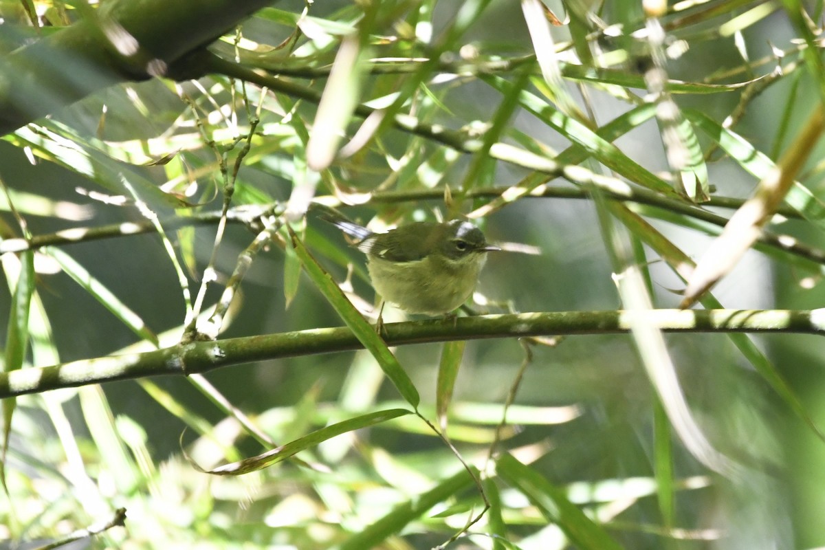 Black-throated Blue Warbler - ML644788897