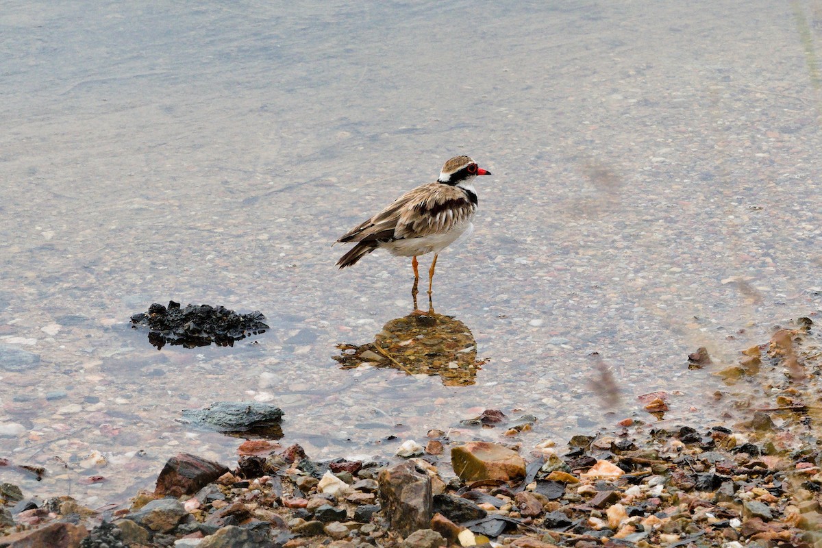 カタアカチドリ - ML644788901