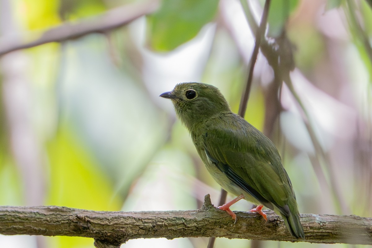 Blue-backed Manakin - ML644788907