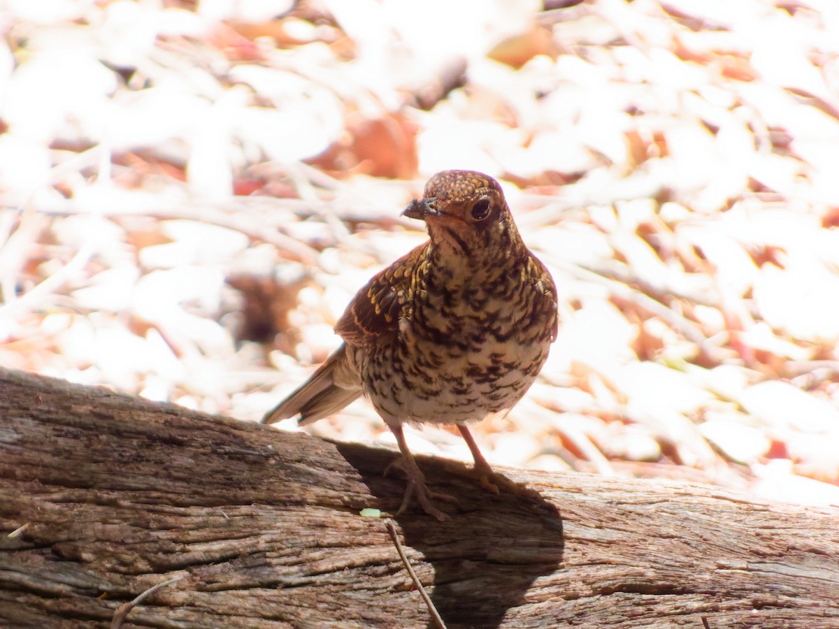 Bassian Thrush - ML644788929
