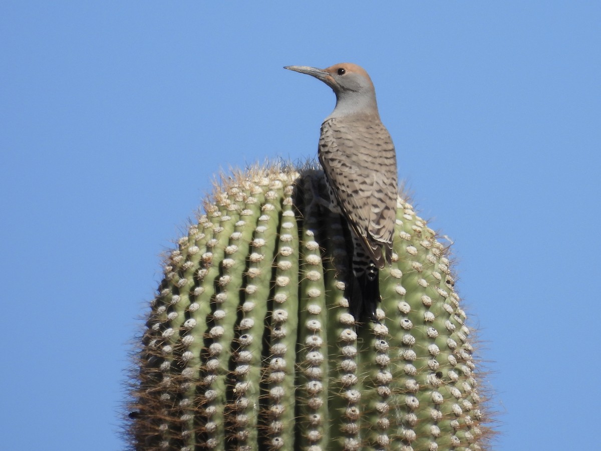 saguarospett - ML644788938