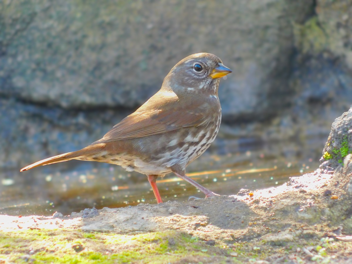 Fox Sparrow - ML644788939