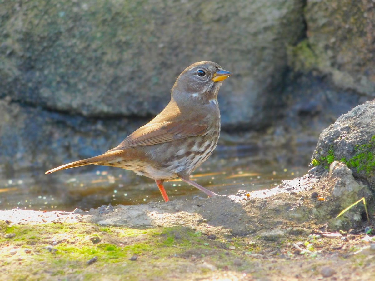 Fox Sparrow - ML644788940