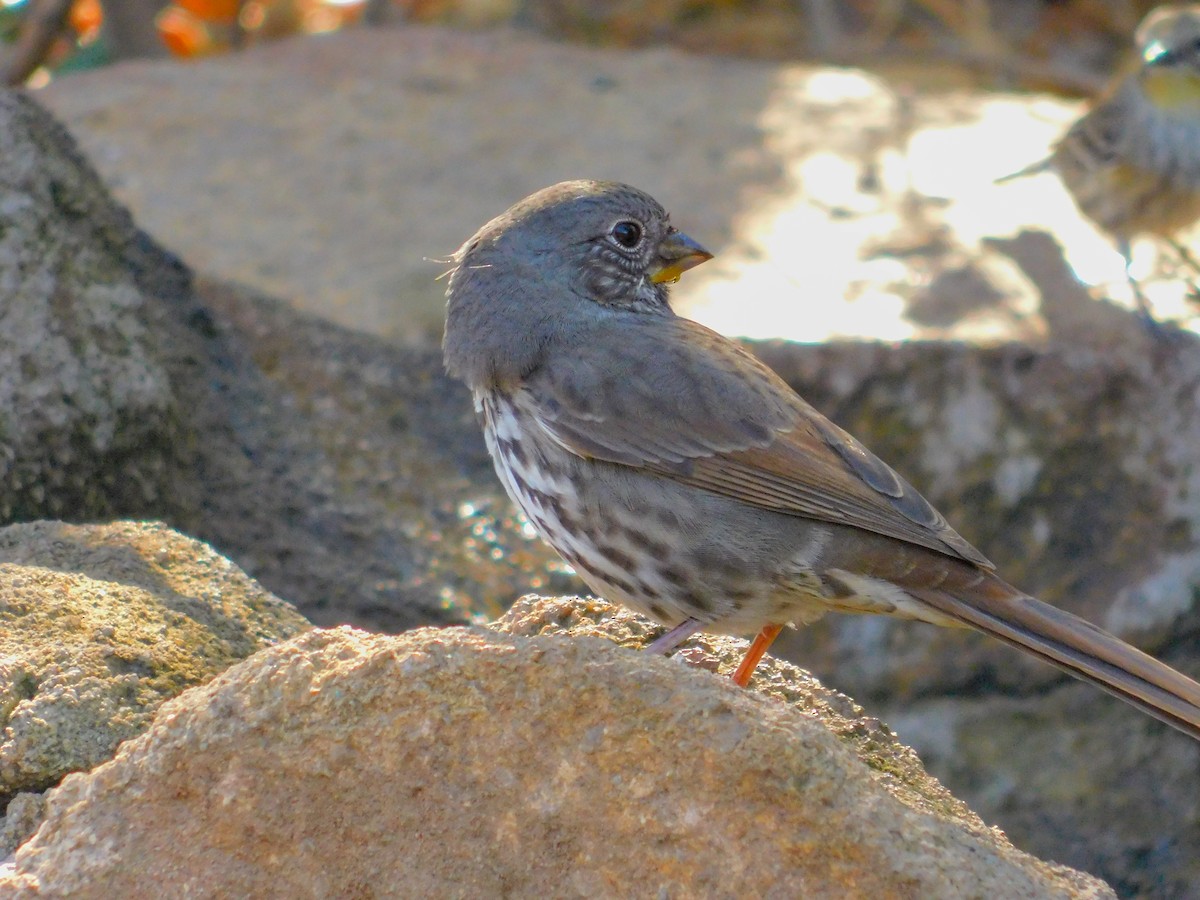 Fox Sparrow - ML644788941