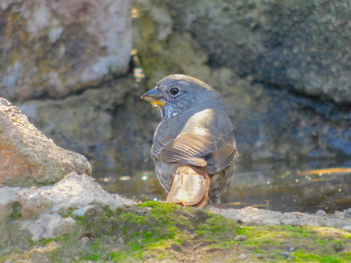 Fox Sparrow - ML644788942