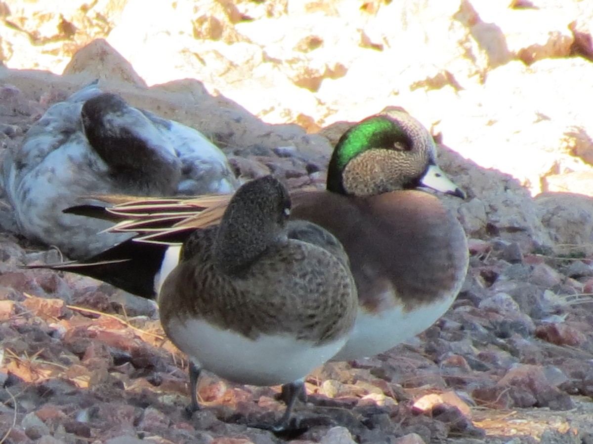 Свищ американський - ML644788944