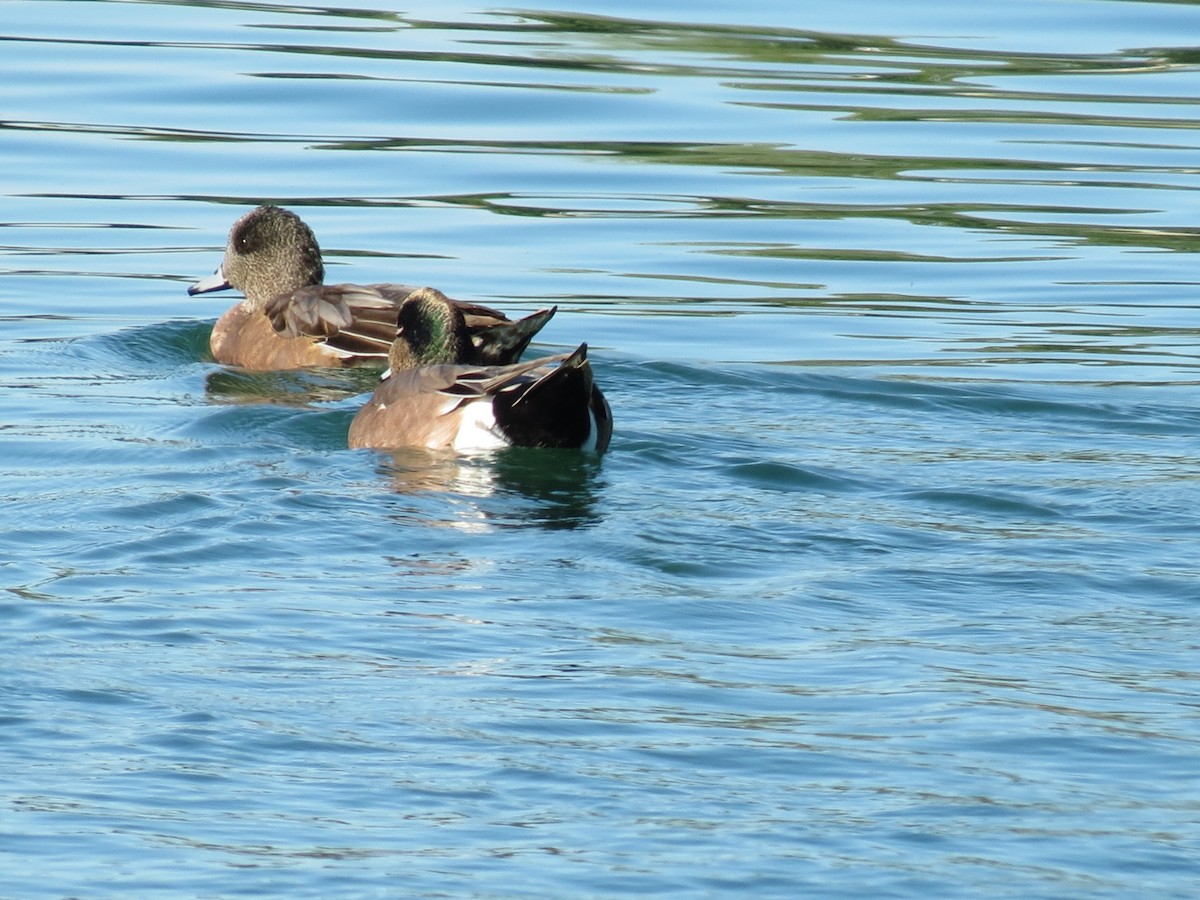 Свищ американський - ML644788945