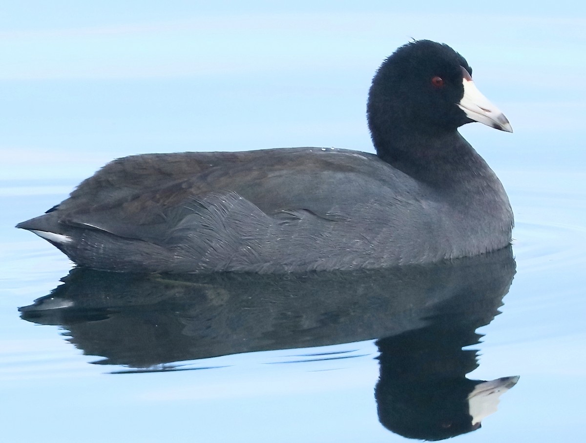 Focha Americana - ML644788946