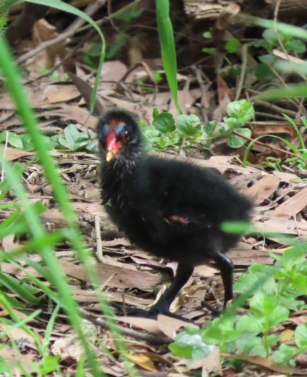 australsivhøne - ML644788966