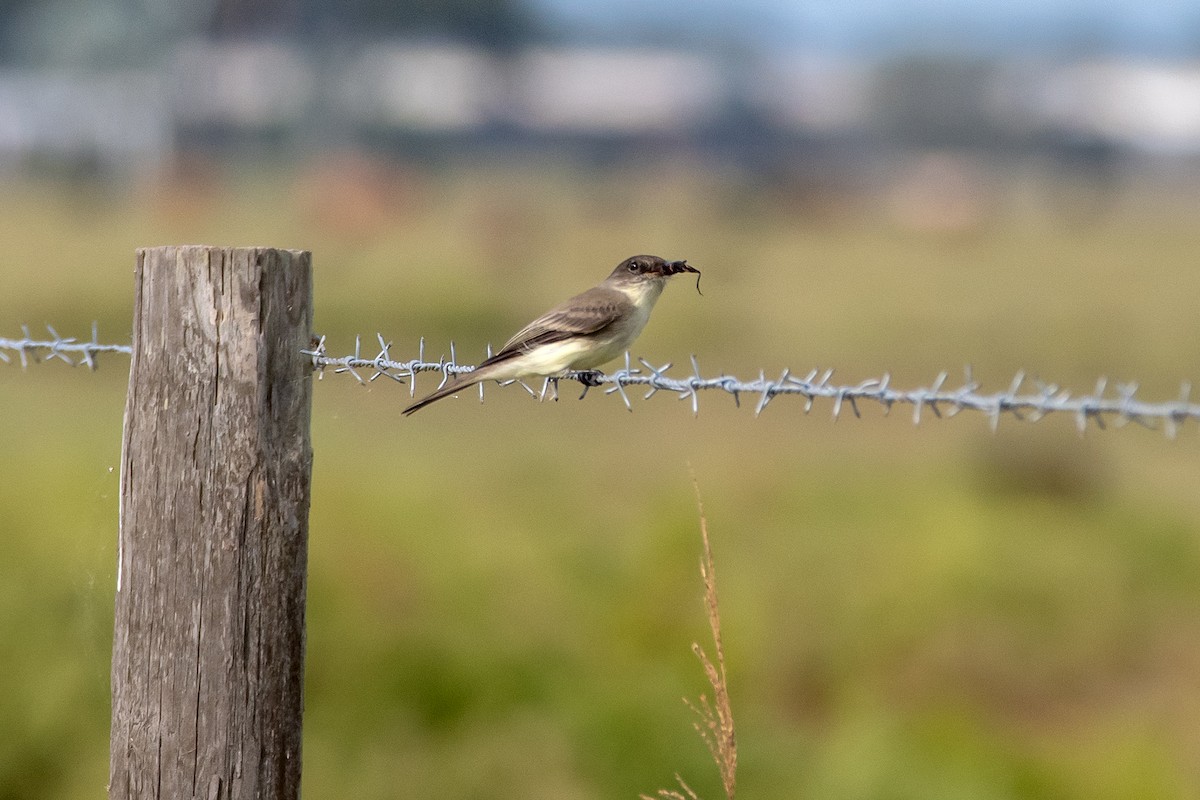 Mosquero Fibí - ML644788968