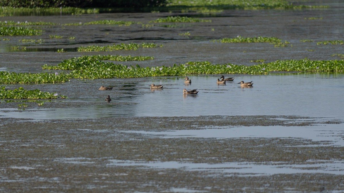 skjeand - ML644789007