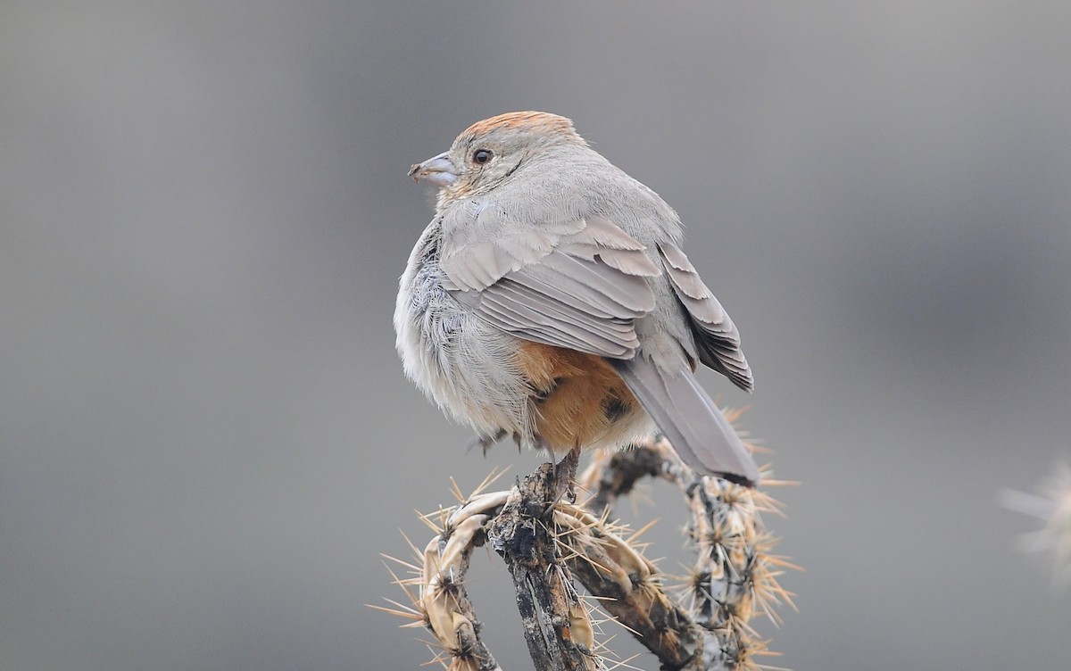 Canyon Towhee - ML644789030