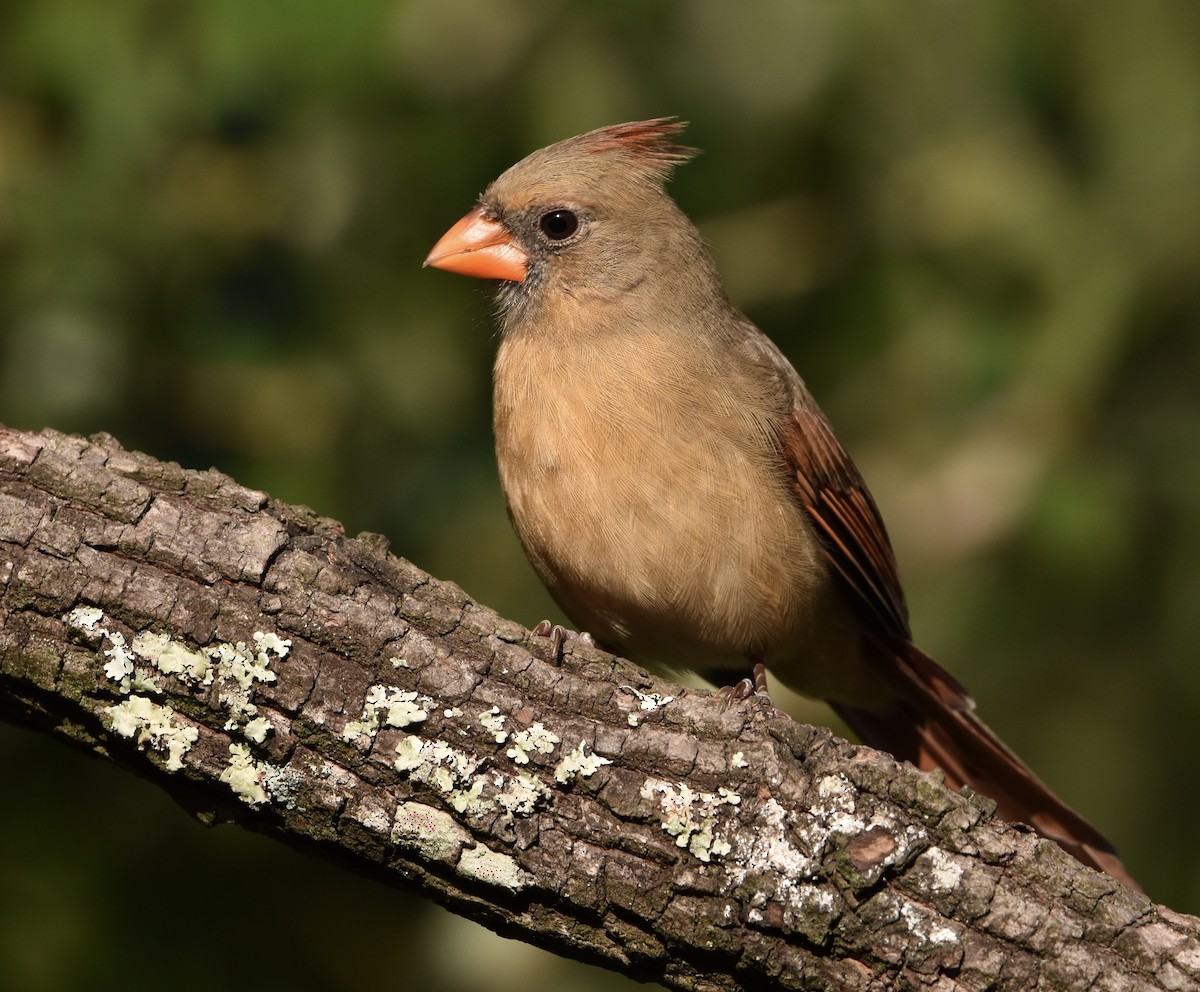 Красный кардинал - ML644789031