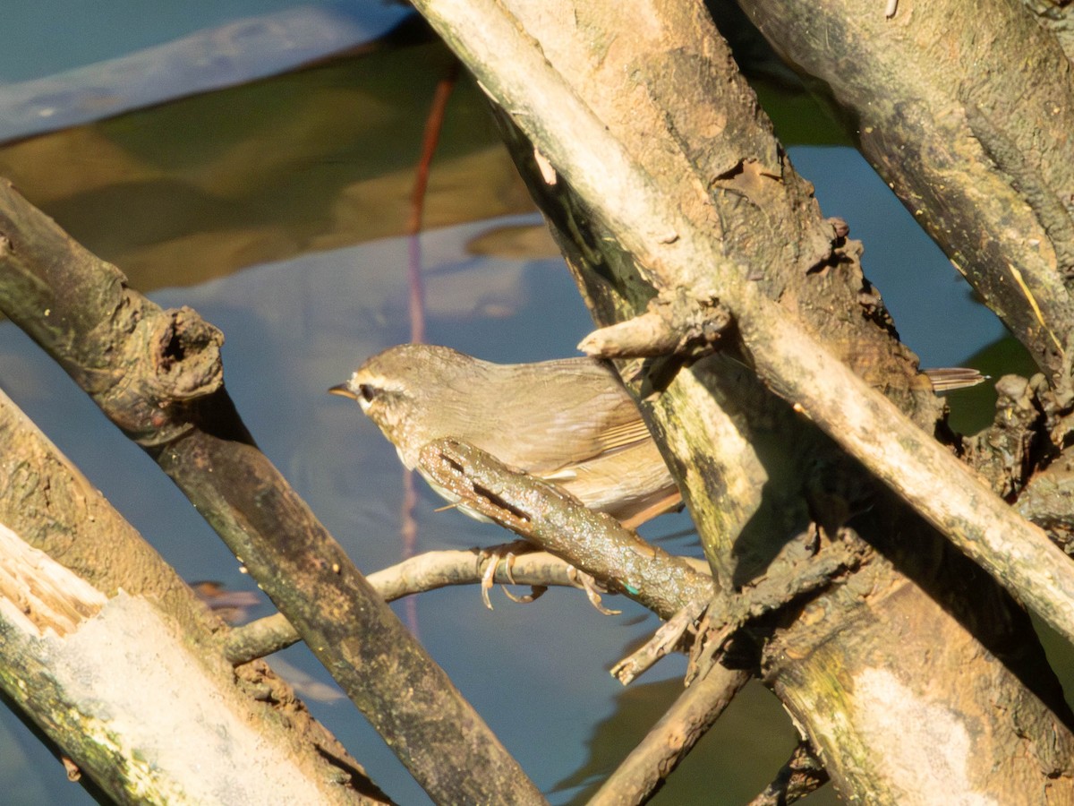 עלווית כהה - ML644789035