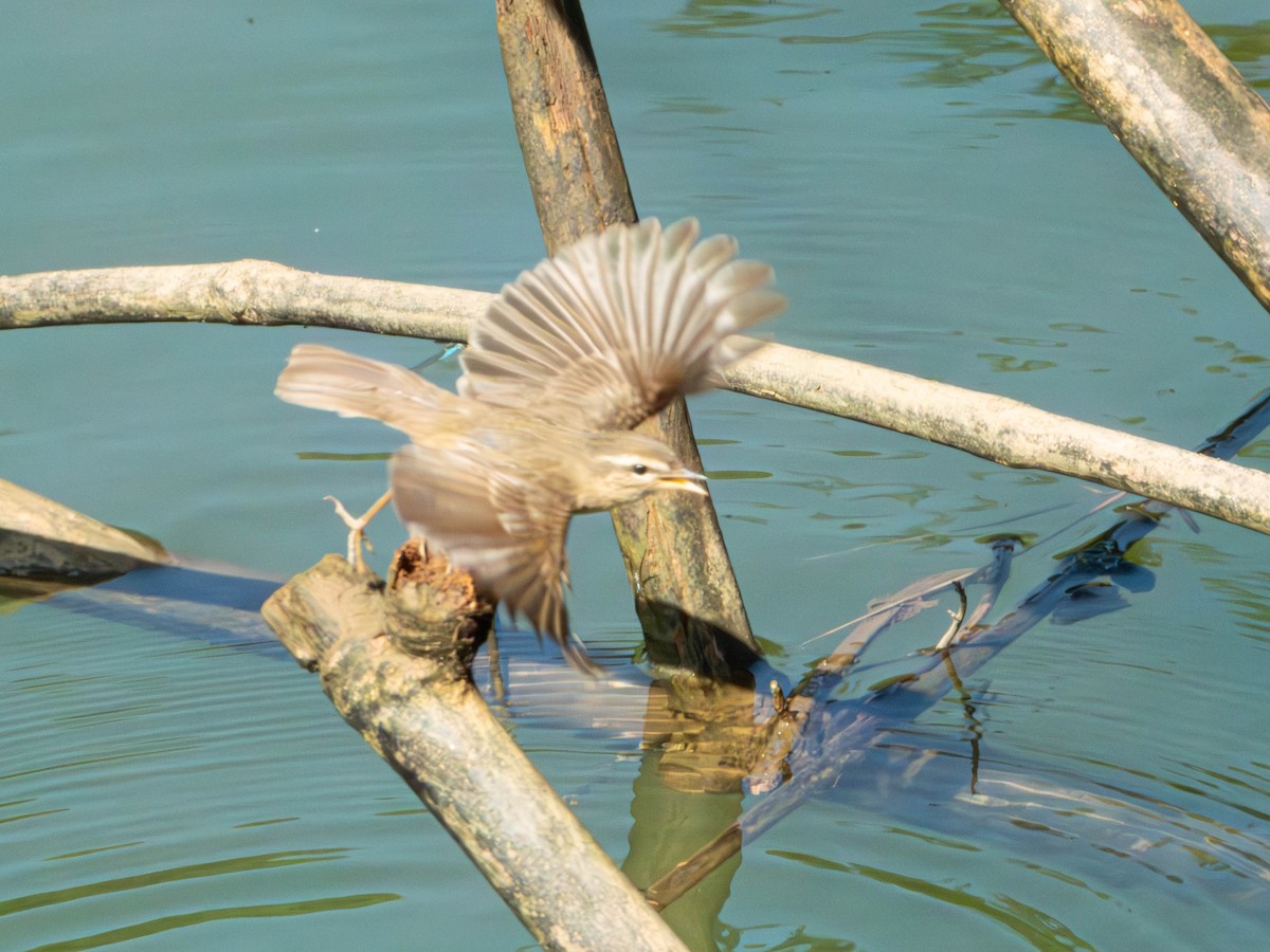 עלווית כהה - ML644789036