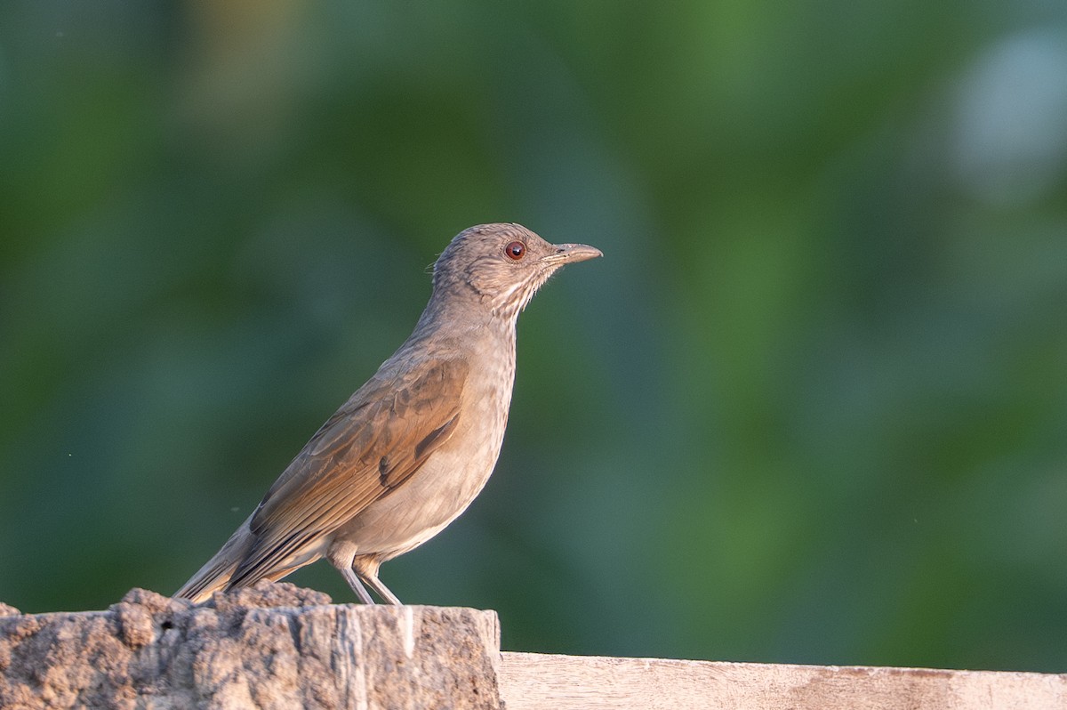 Pale-breasted Thrush - ML644789045