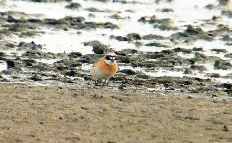 Siberian Sand-Plover - ML644789047