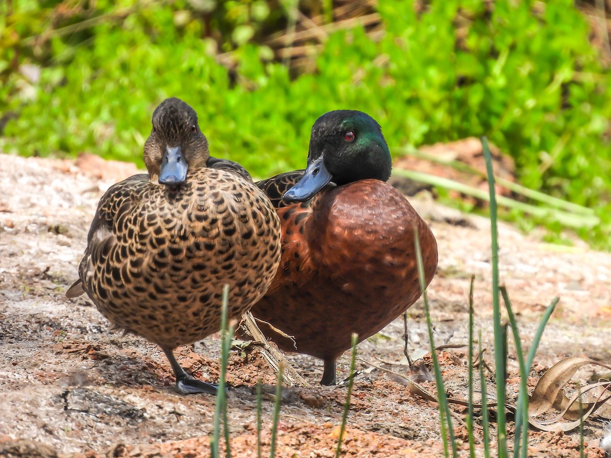 Chestnut Teal - ML644789077