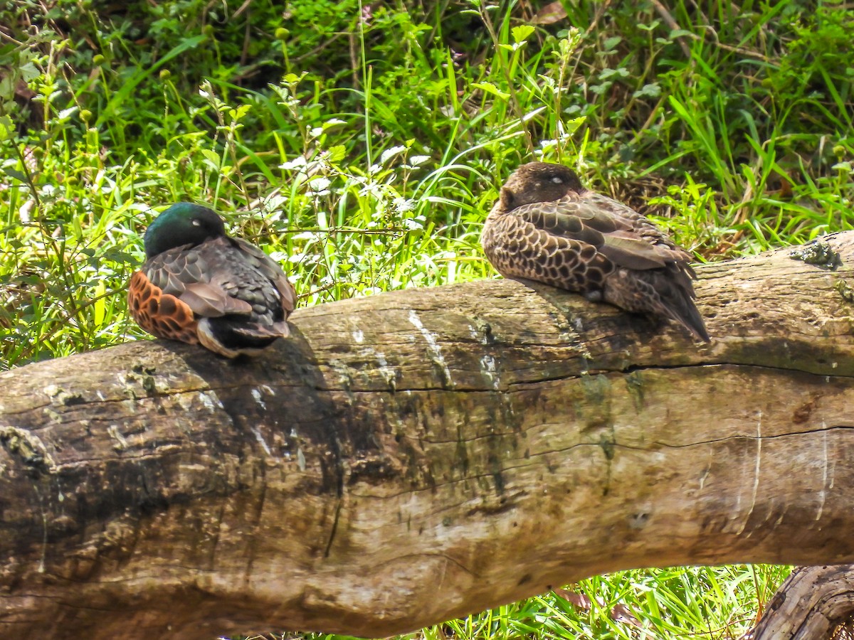 Chestnut Teal - ML644789078