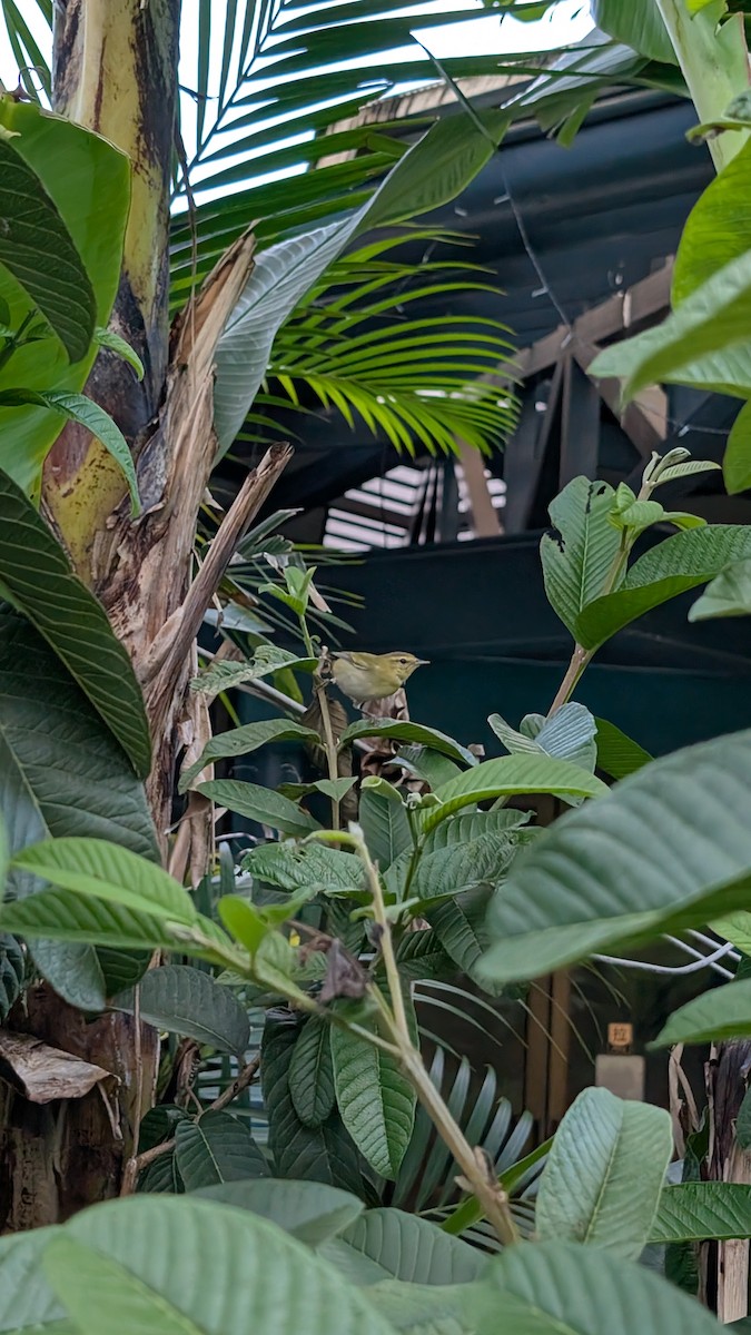 Tennessee Warbler - ML644789091