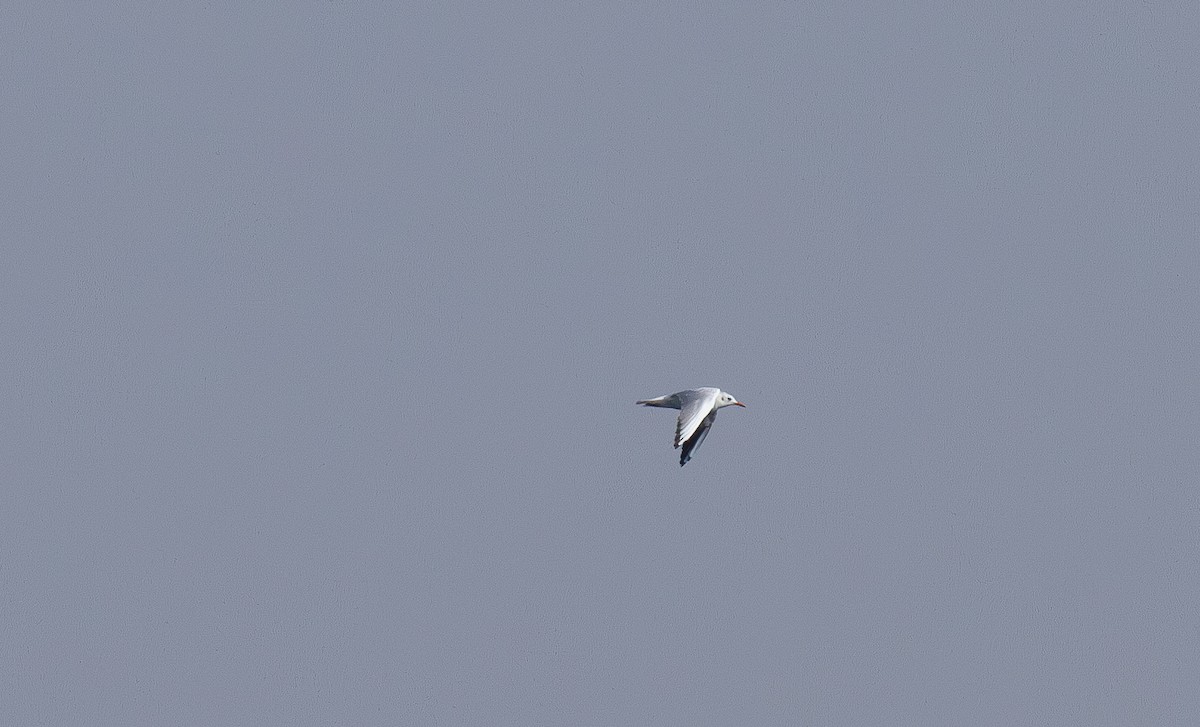 Slender-billed Gull - ML644789096