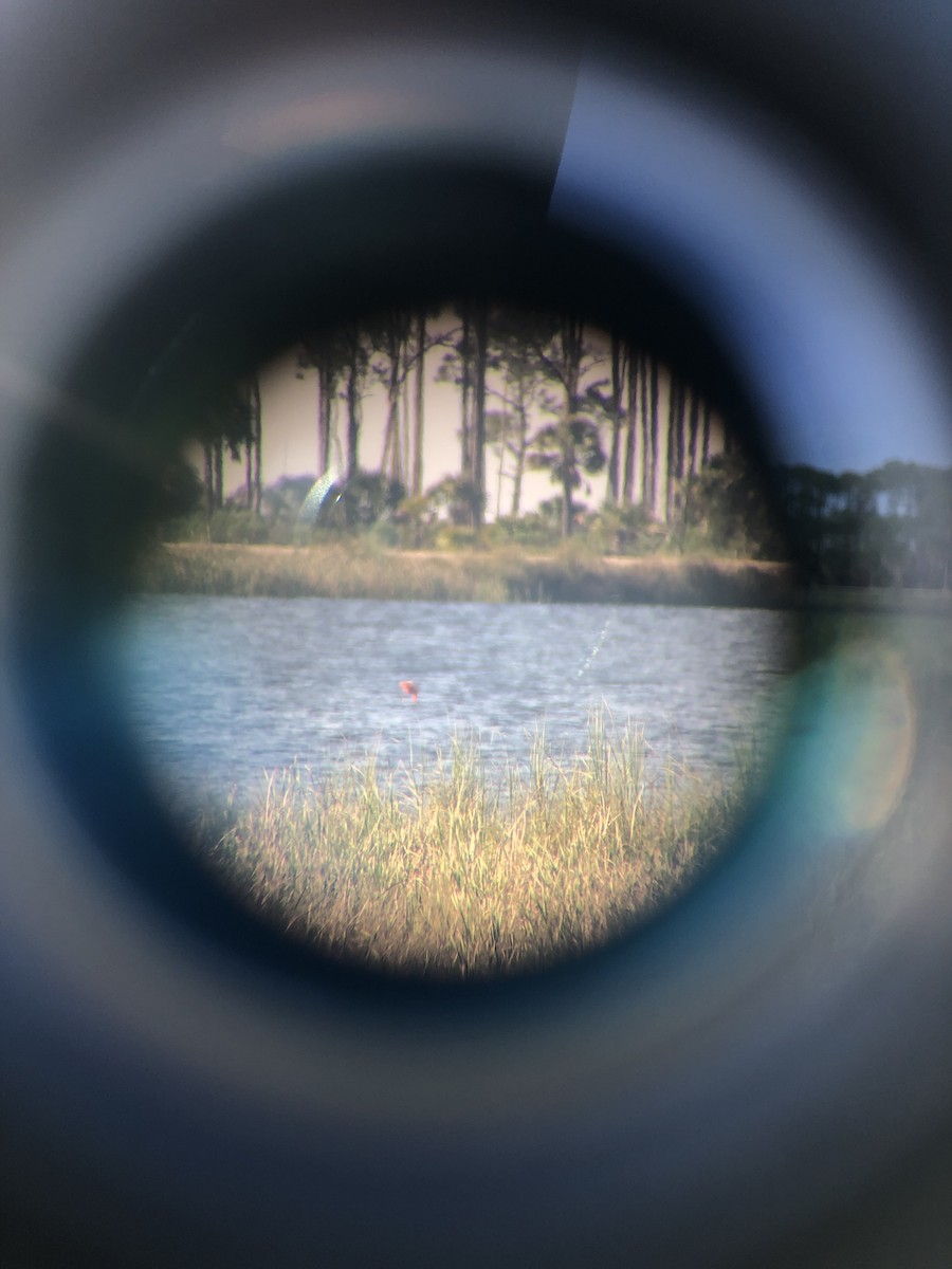 American Flamingo - ML644789097