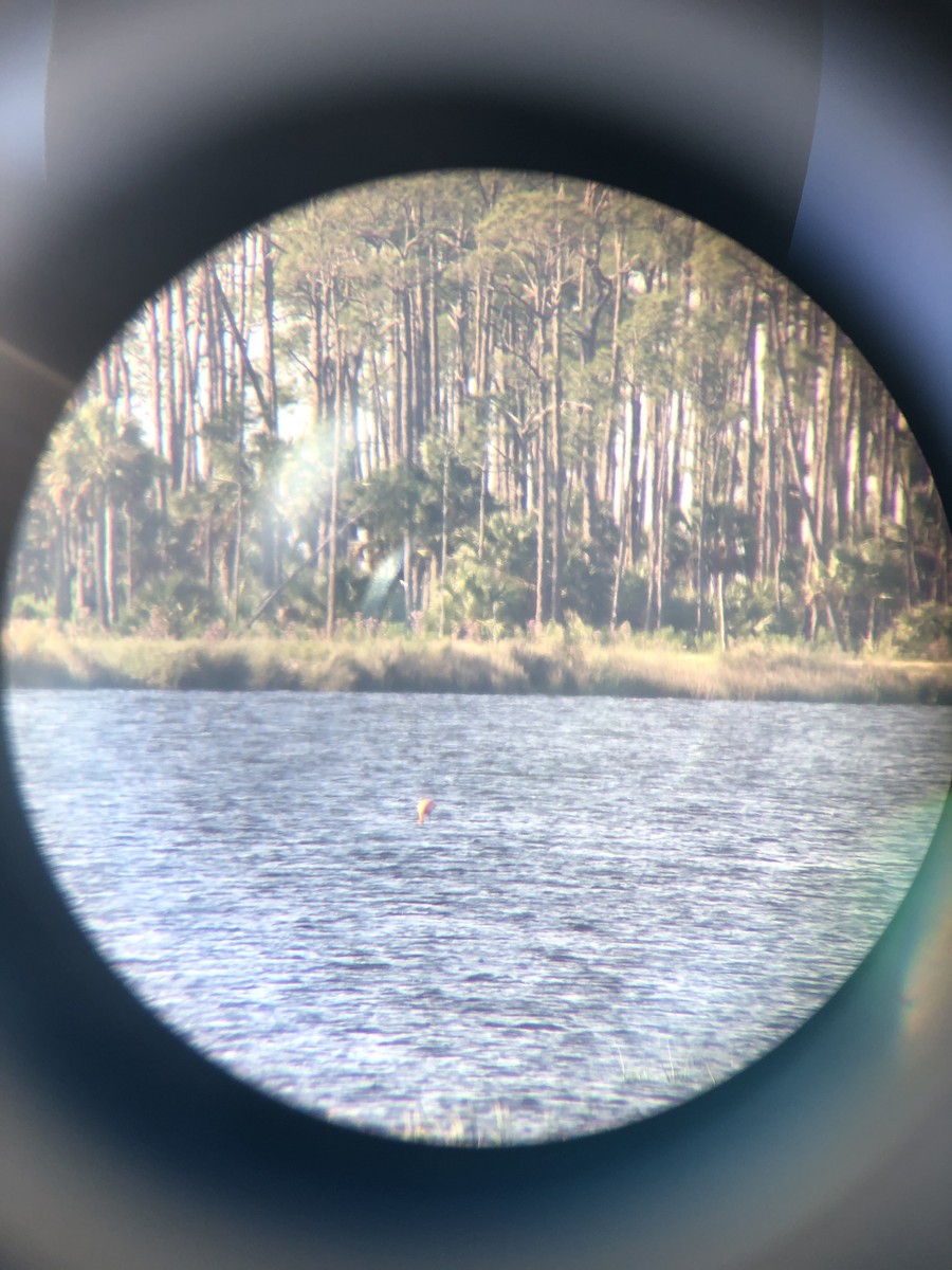 American Flamingo - ML644789098