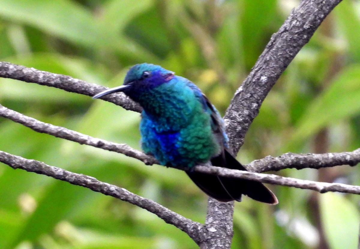 Колібрі синьочеревий - ML644789104