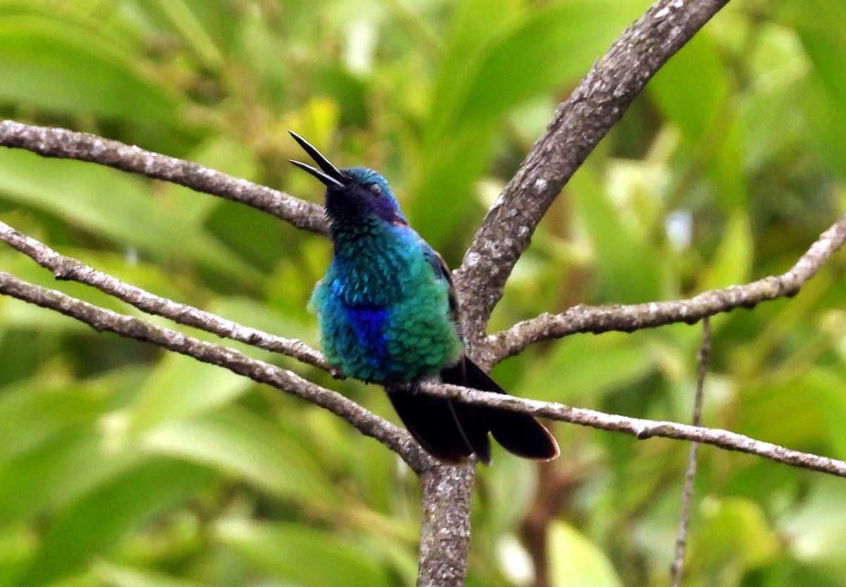 Колібрі синьочеревий - ML644789105