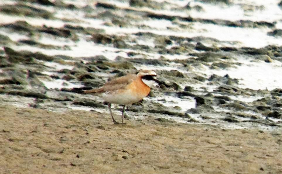 Siberian Sand-Plover - ML644789108