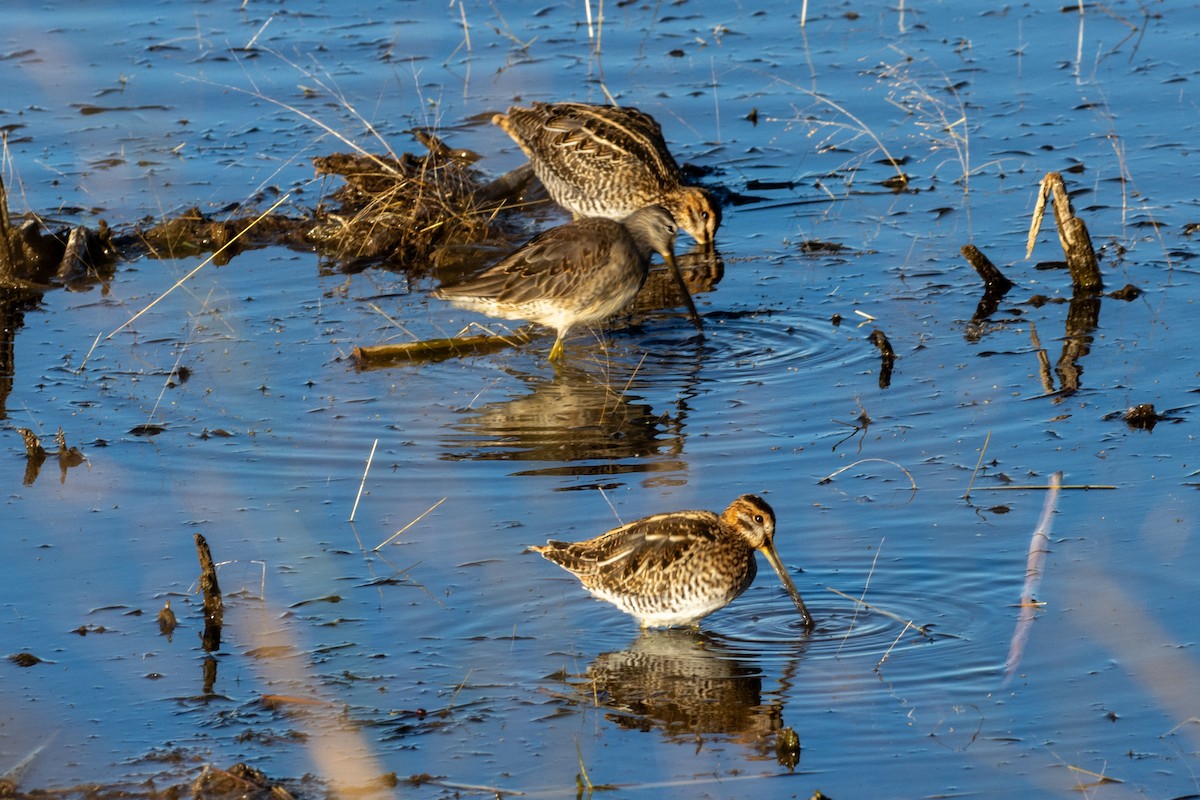 Хараалжин цууцил - ML644789120