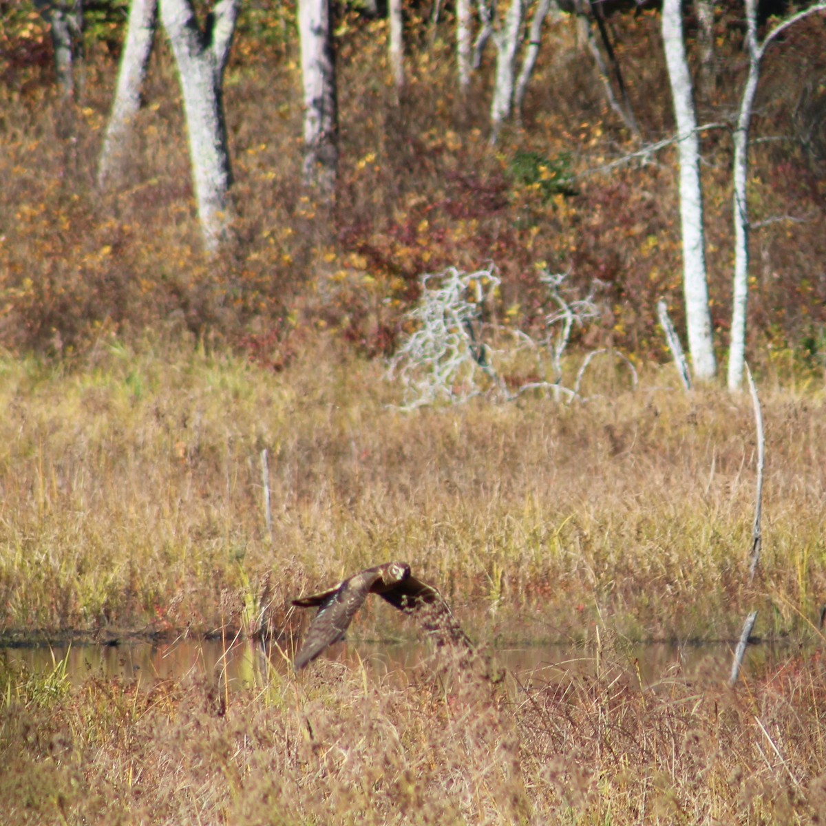 Northern Harrier - ML644789126