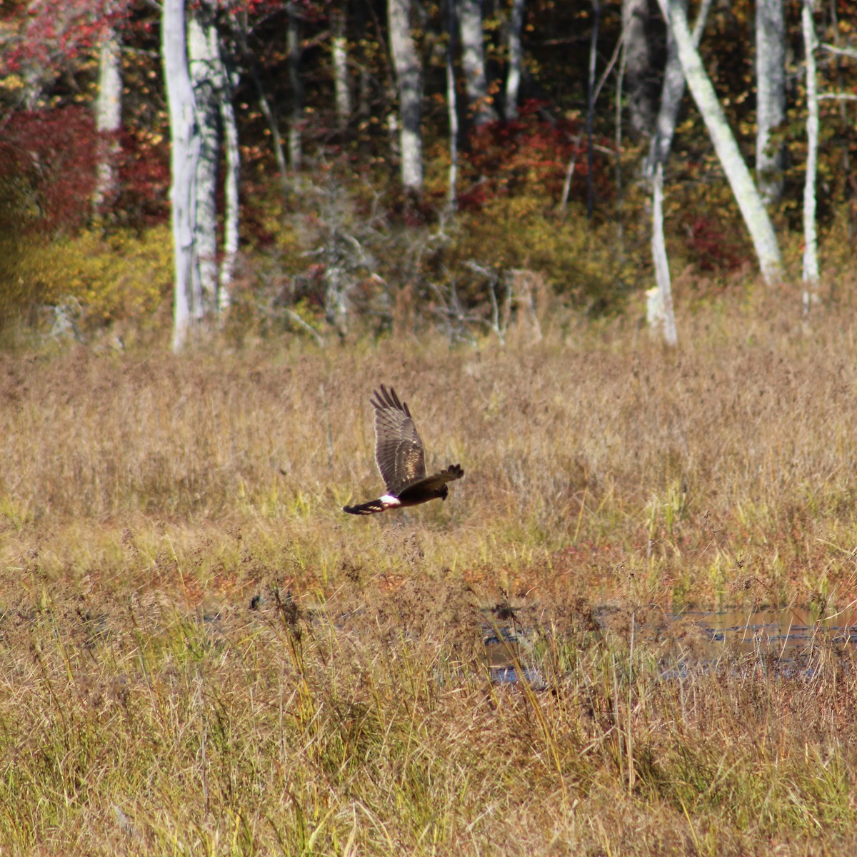 Northern Harrier - ML644789127