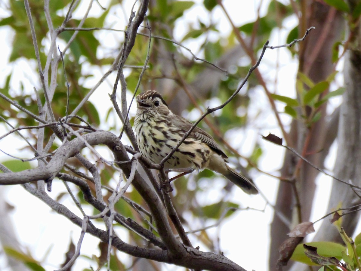 Speckled Warbler - ML644789131