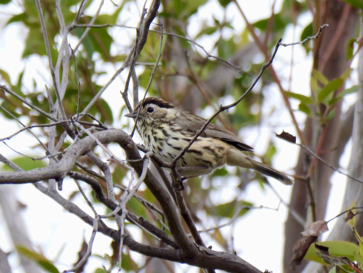 Speckled Warbler - ML644789132