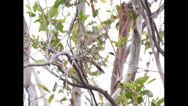 Speckled Warbler - ML644789133