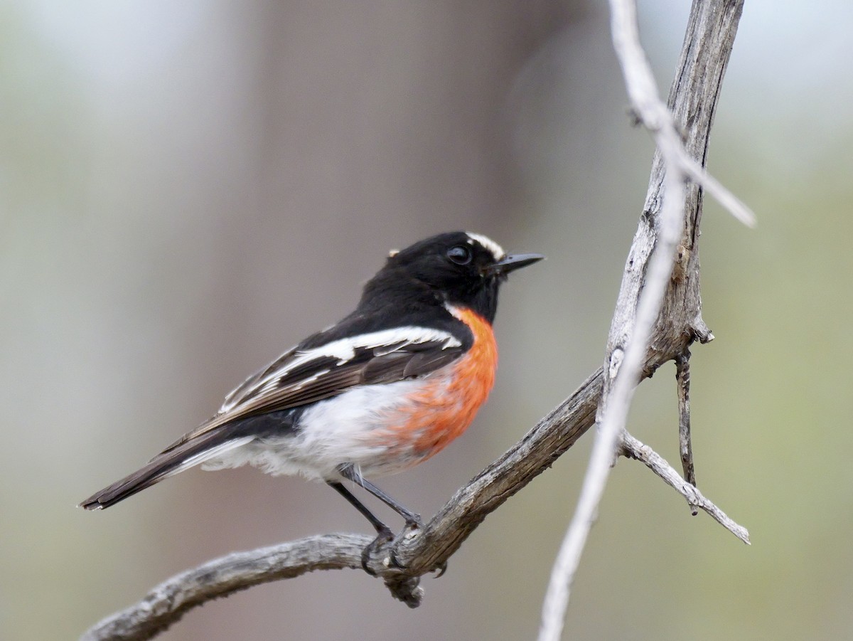 Scarlet Robin - ML644789134