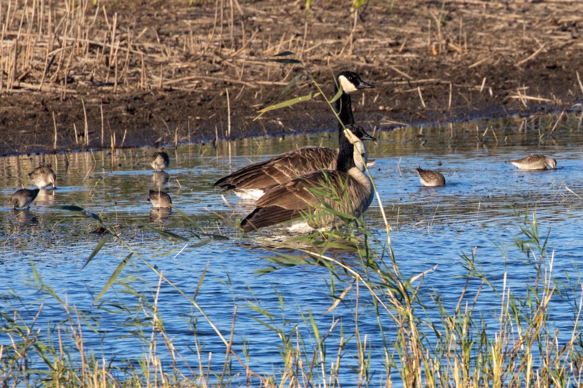 Branta kanadar handia - ML644789136