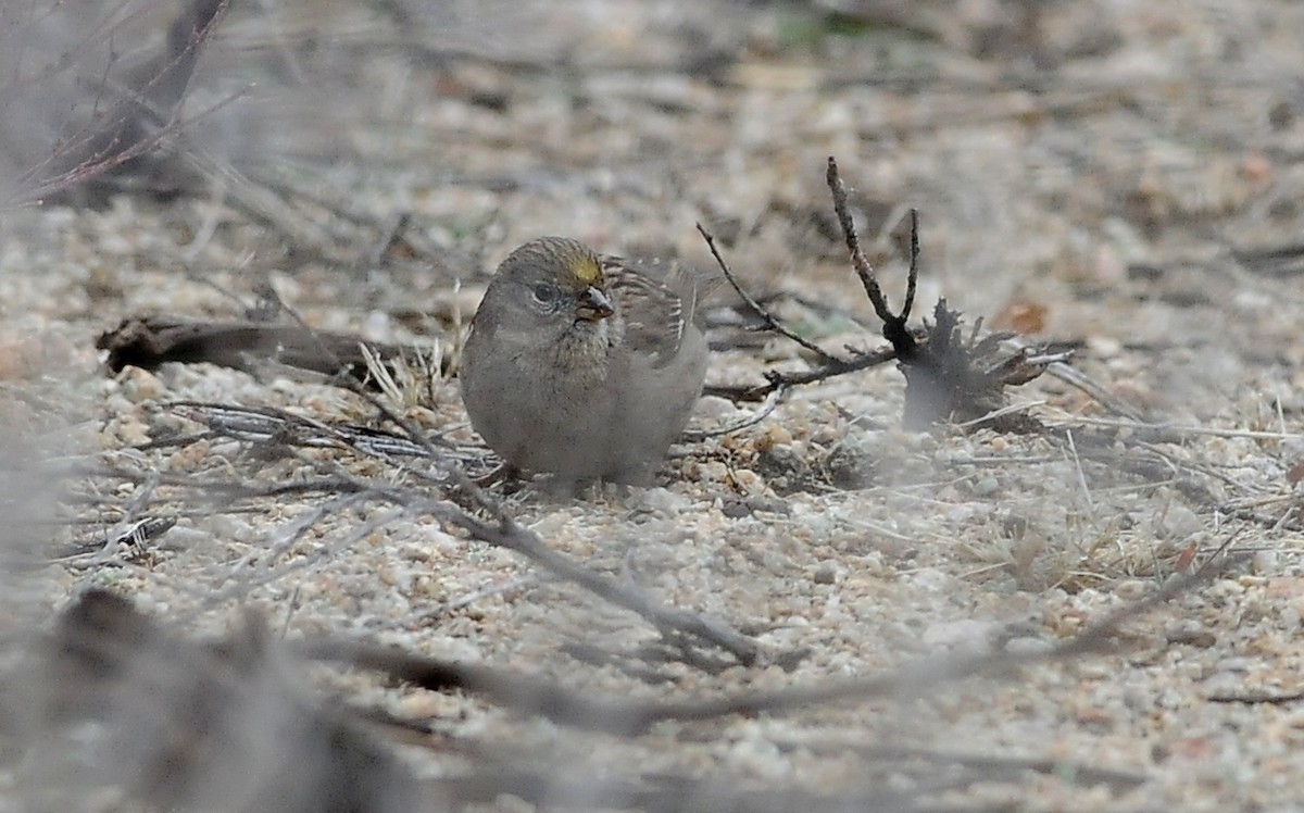 Golden-crowned Sparrow - ML644789137