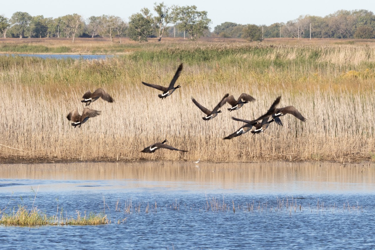 Branta kanadar handia - ML644789142