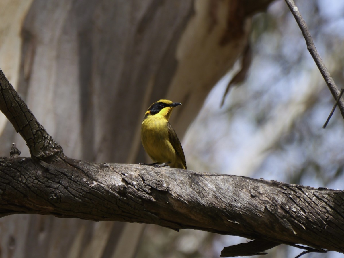 Yellow-tufted Honeyeater - ML644789147