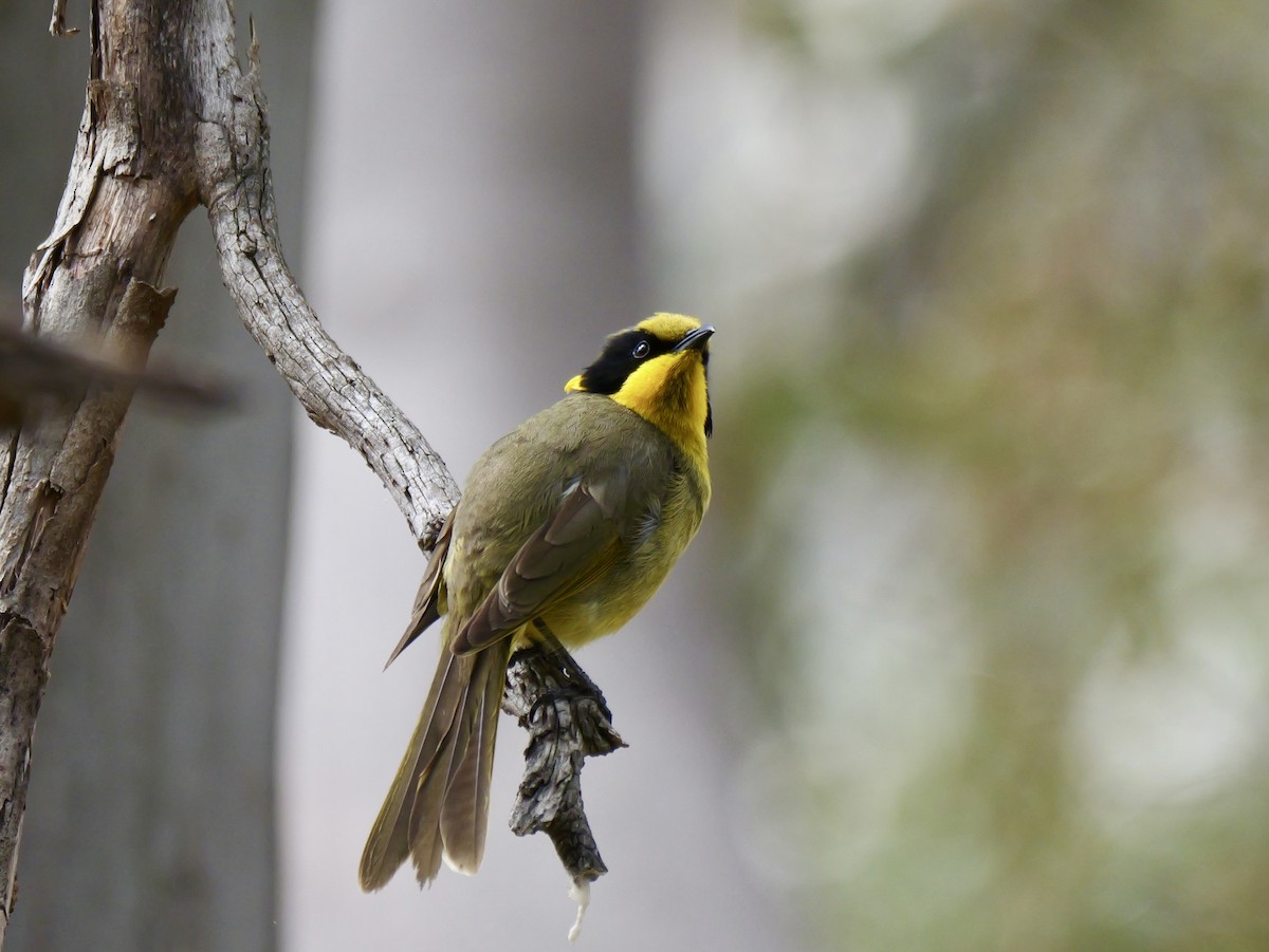 Yellow-tufted Honeyeater - ML644789148