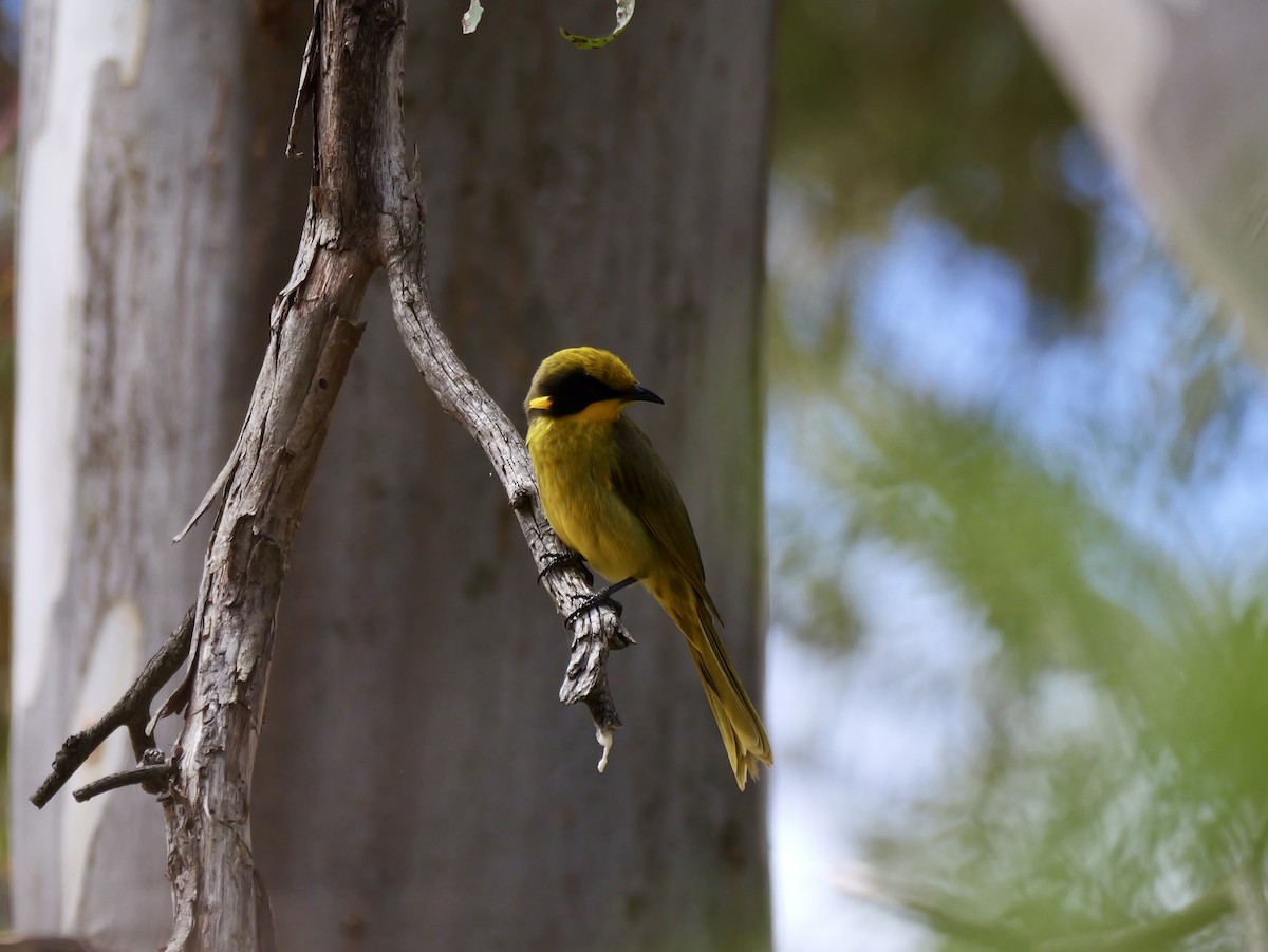 Yellow-tufted Honeyeater - ML644789149