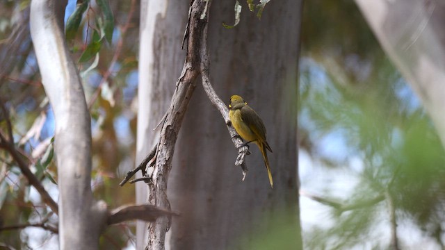 Yellow-tufted Honeyeater - ML644789150