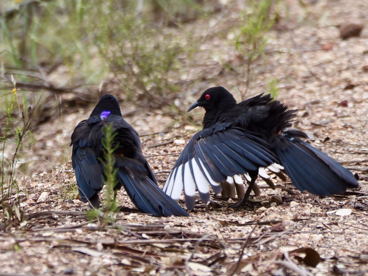 White-winged Chough - ML644789157