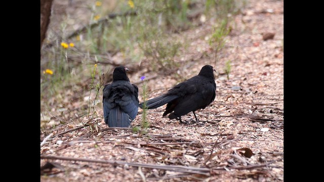 White-winged Chough - ML644789158