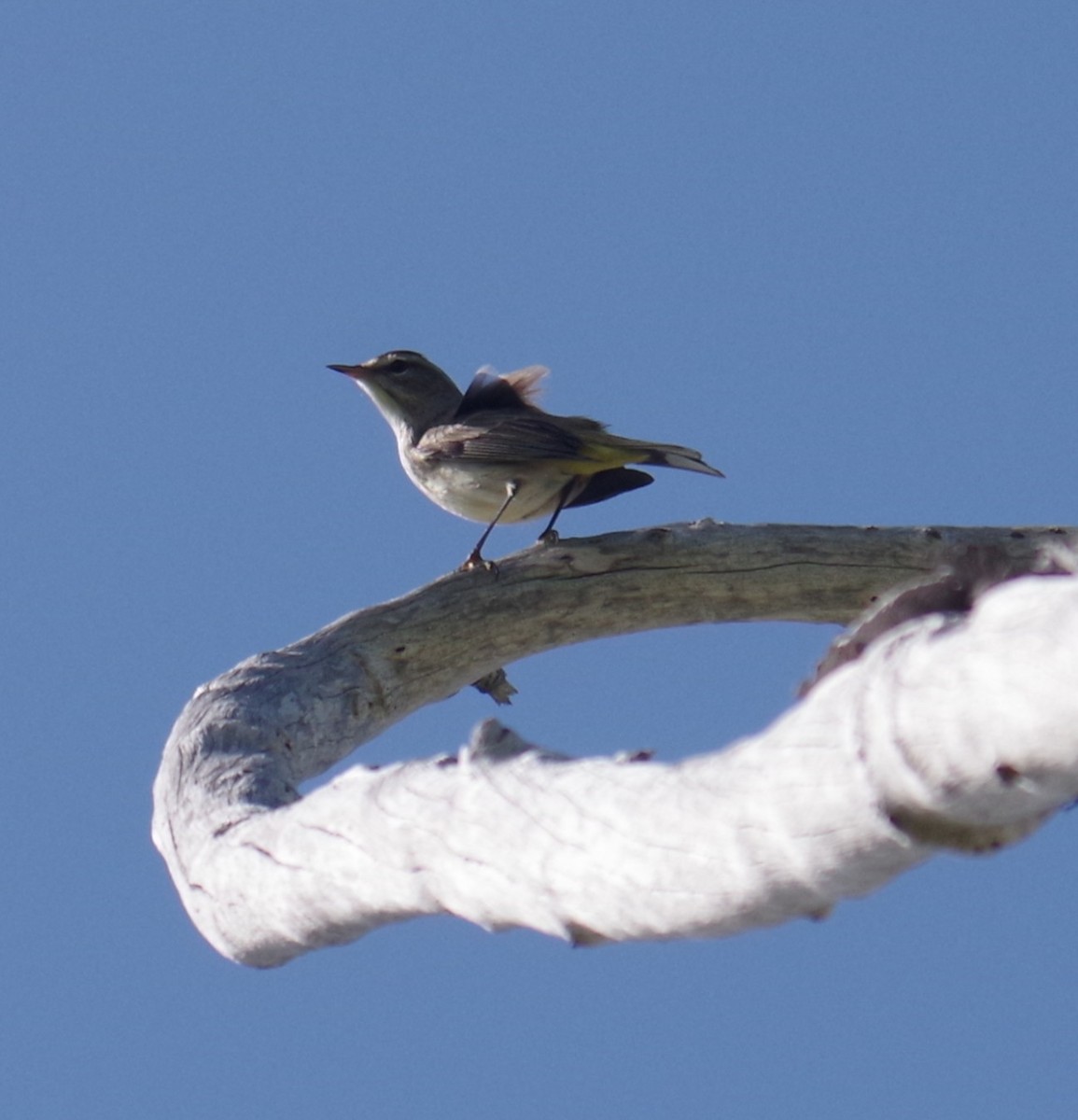 סבכון חום-כיפה - ML644789160